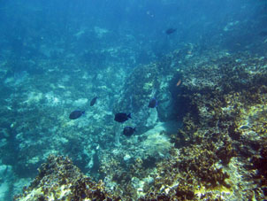 Коралловый риф со стороны Карибского моря.
