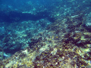 Коралловый риф со стороны Карибского моря.