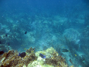 Коралловый риф Валье Секо со стороны Карибского моря.