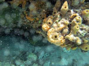 Коралл с внутренней стороны рифа Валье Секо.