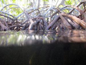 Попытка сфотографировать подводную и надводную части мангр одновременно.
