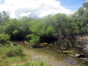 Взгляд на разрастание мангр в лагуне Патанемо уже с берега.