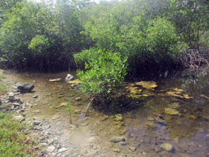 Вид с берега на молодую мангровую поросль.