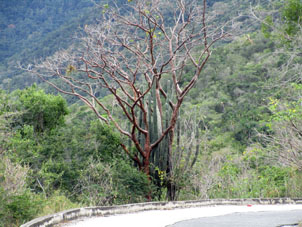 Кактус и листопадное дерево на выезде из бухты Патанемо.