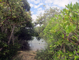 Проход к лагуне Патанемо через мангры.