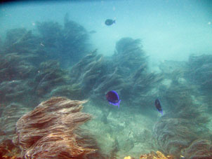Коралловый риф в бухте Ката между юго-восточным берегом и Катикой.