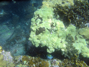 Коралловый риф в бухте Ката между юго-восточным берегом и Катикой.