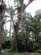 Деревья с эпифитами в парке Хенри Питьер по дороге из Окумаре в Маракай.