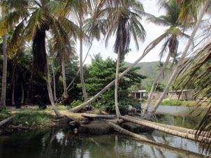 На пляже Сепе есть речка и кокосовая роща.