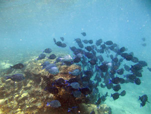 Коралловый риф у пляжа Сепе.