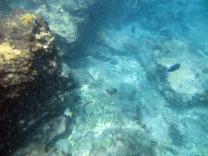 Коралловый риф у пляжа Сепе.