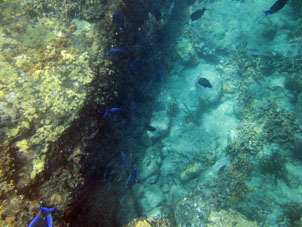 Мелководье рифа Сепе.