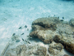В коралловой лагуне внешней стороны атолла Сомбреро.
