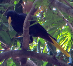 Не знаю, как называется эта птица, словно ворон с жёлтым хвостом, но её я также встречал в Эквадоре.