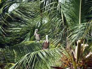 Пеликаны на пальме в Патанемо.