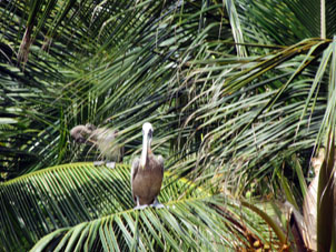 Пеликаны на пальме в Патанемо.