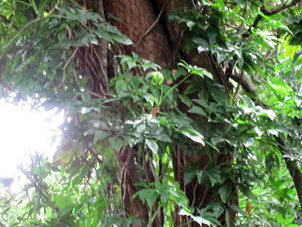 Листья лианы крупным планом (парк Кокуисас в Маракае).