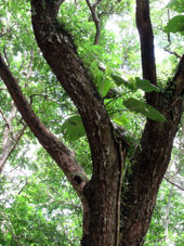 Лиана, поднимающаяся по стволу дерева, в парке Кокуисас в Маракае.