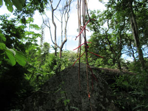 Корни, спускающиеся с веток деревьев, в парке Кокуисас в Маракае.
