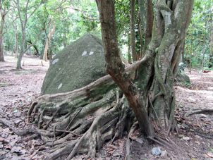 Корни тропических деревьев продолжают меня удивлять. (в парке Кокуисас в Маракае.)