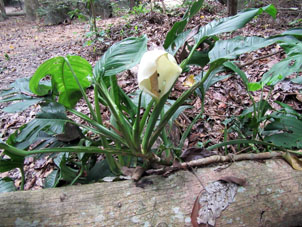 Цветок в парке Кокуисас (входит в состав национального парка Анри Петье).