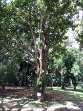 Букаре (Erithrina velutina) в Ботаническом саду Валенсии.
