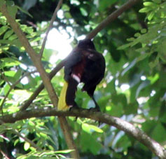 Птица с вороным опереньем и жёлтым хвостом. Как называют - не знаю, но видел её не только в Венесуэле, но и в Эквадоре.
