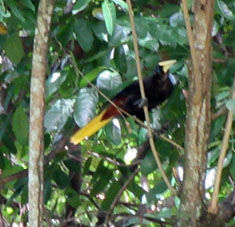 Птица с вороным опереньем и жёлтым хвостом. Как называют - не знаю, но видел её не только в Венесуэле, но и в Эквадоре.