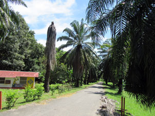 Дорожка Ботанического сада в Баринасе.