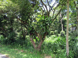 Широколиственная лиана на мелколиственном дереве.