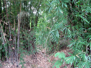 Бамбуковые заросли.