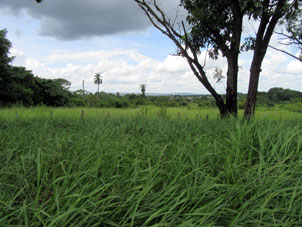 Вид на город Баринас через поля, расположенные в середине города.