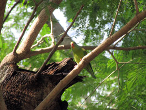 Попугайчик перико в ботаническом саду Университета в Баринасе.