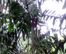Белка на пальме. Я уже писал, что у нас в Баринасе тепло, солнышко светит и белки с пальму на пальму прыгают.