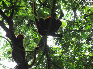 Обезьяны на манговом дереве.