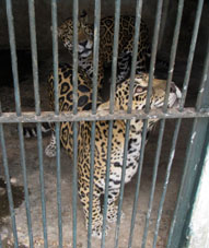 Самка и самец ягуара.