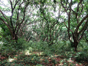 Мангровая роща на территории университетского Ботанического сада Баринаса.