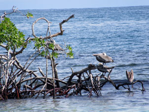 Те же пеликаны на том же мангровом дереве.