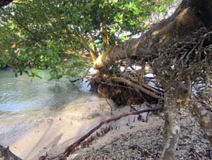 Мангровое дерево на пляже Пунта Брава.