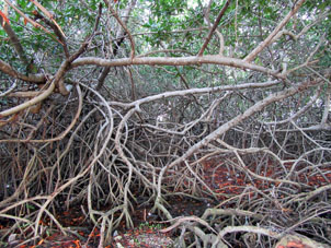 Вот такие они мангровые заросли.