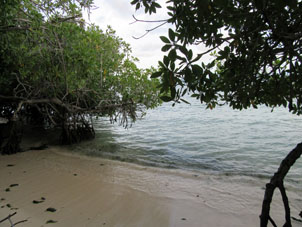 Мангры пускают корни в Карибское море.