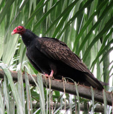 Красноголовый сопилот (самурро, гальинасо) на пальме ботанического сада.