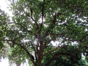 Дерево в Ботаническом саду.