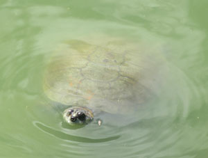 Черепаха в пруду парка Федерации.