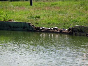 Черепахи на берегу пруда в парке Федерации.