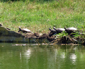 Черепахи на берегу пруда в парке Федерации.