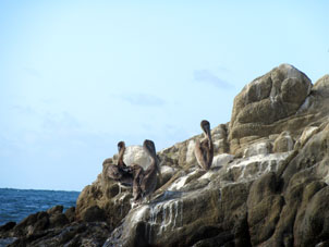 Пеликаны на берегу Окумаре де ла Коста.