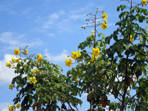 Декабрьское цветение в Венесуэле.