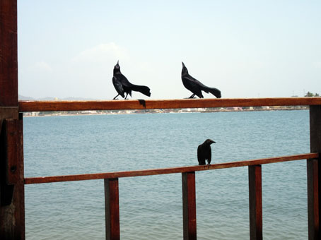 Птицы, похожие на чёрных дроздов, название которых я забыл. Встречал я их в Эквадоре.