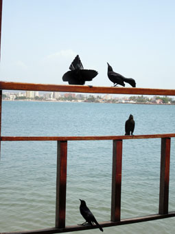 Птицы, похожие на чёрных дроздов, название которых я забыл. Встречал я их в Эквадоре.